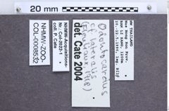 Etiketten zu Odontocardus lateralis (Fleutiaux, 1918) (NHMW-ZOO-COL-0008532)